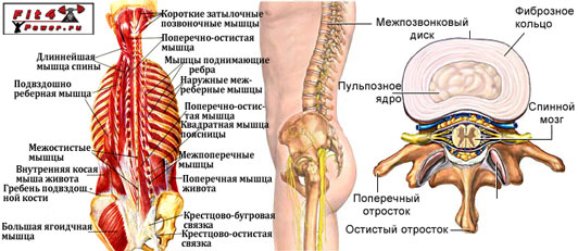Анатомия спины и позвоночника