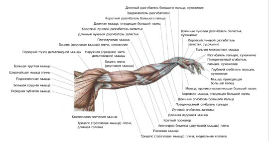 Накачать руки - анатомия