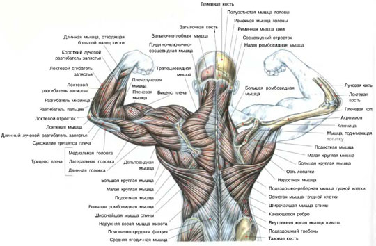 Накачать спину - анатомия